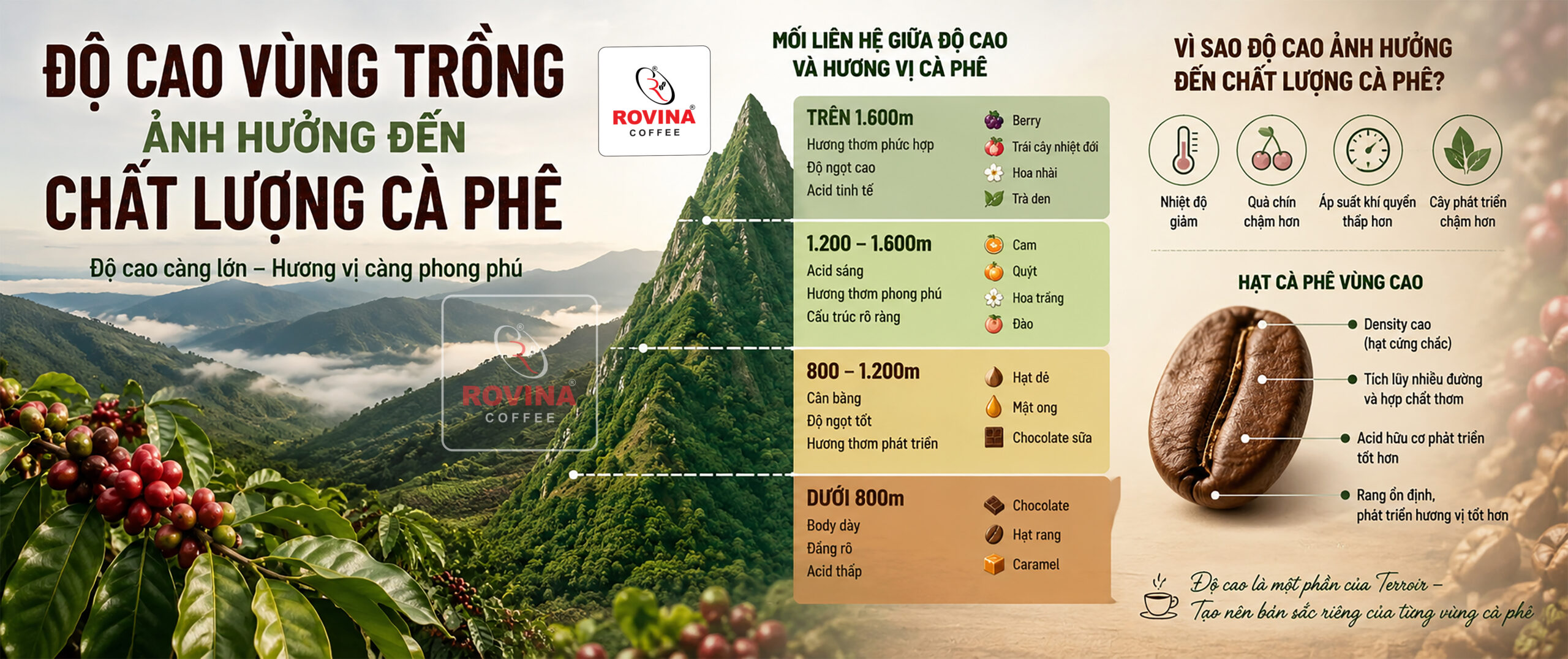 Độ Cao Vùng Trồng Cà phê Ảnh Hưởng Đến Chất Lượng Ra Sao?