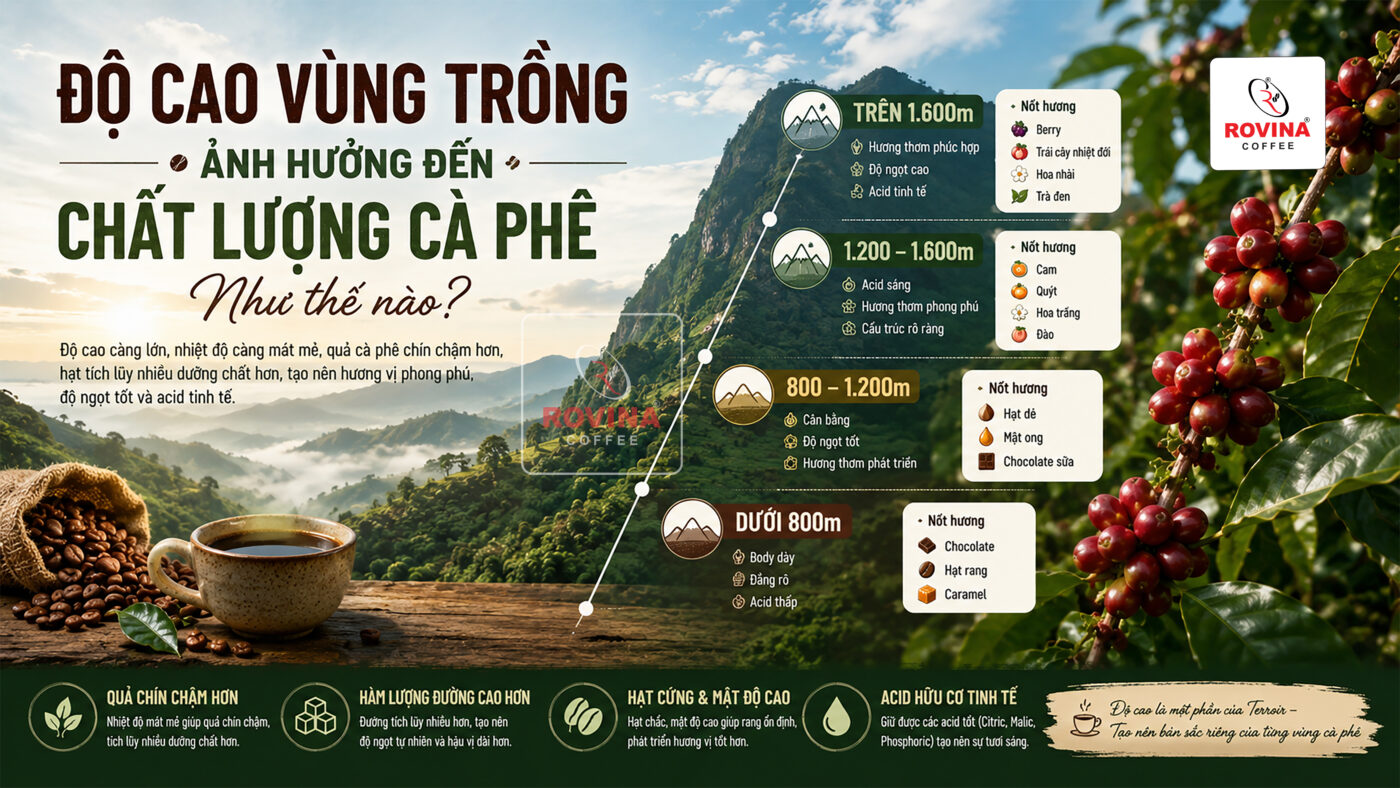 Độ Cao Vùng Trồng Cà phê Ảnh Hưởng Đến Chất Lượng Ra Sao?