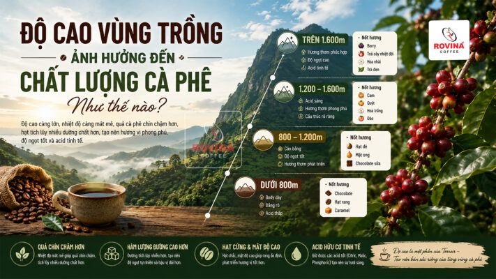 Độ Cao Vùng Trồng Cà phê Ảnh Hưởng Đến Chất Lượng Ra Sao?