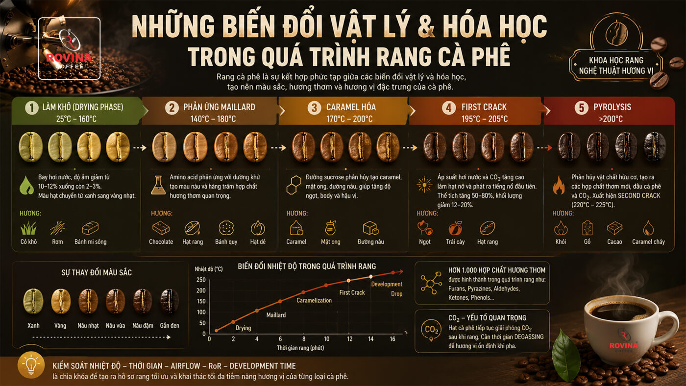 Những Biến Đổi Vật Lý Và Hóa Học Trong Quá Trình Rang Cà Phê